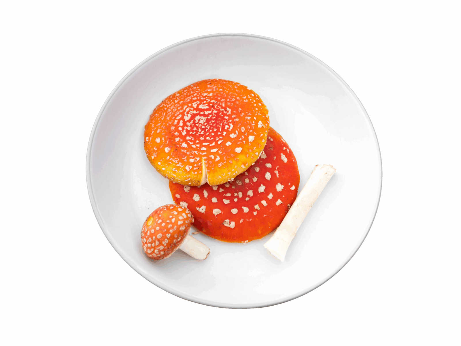Amanita Muscaria caps and stems in a bowl